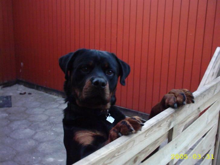 Rottweiler Rocky (R.I.P.) - hey mor! :) billede 9