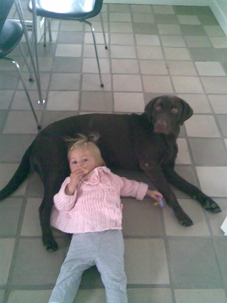 Labrador retriever Luna billede 15