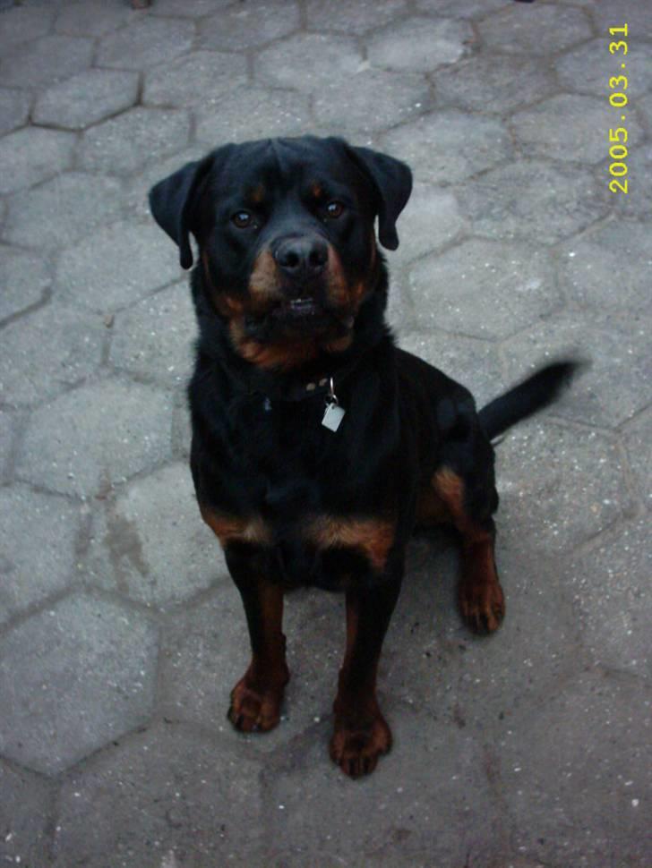 Rottweiler Rocky (R.I.P.) - se hvor pænt jeg kan sidde :) billede 10