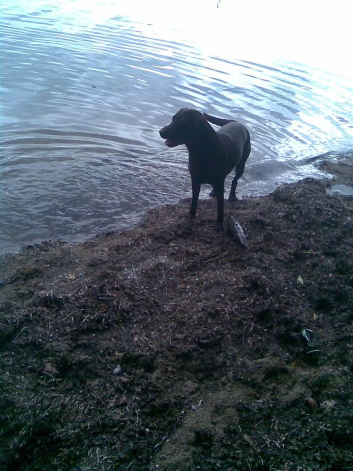 Labrador retriever Luna billede 16