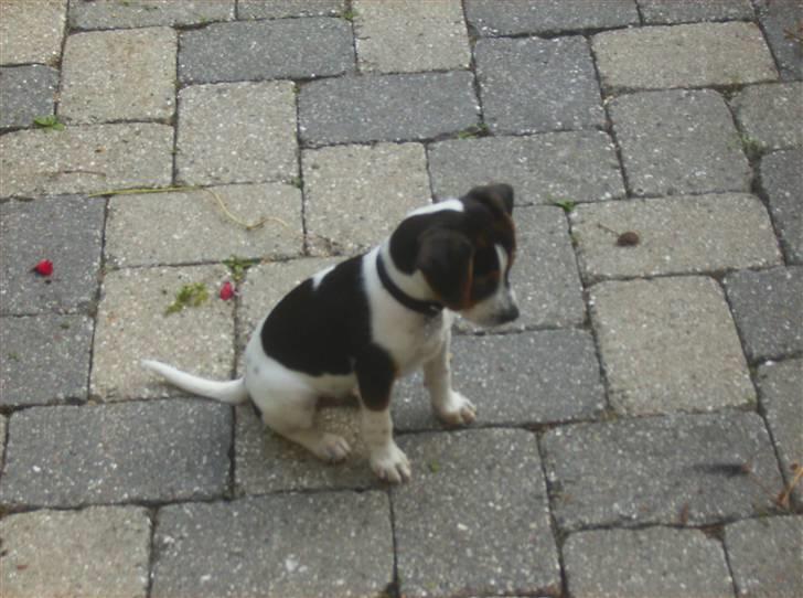 Dansk svensk gaardhund Louie - Louie 9 uger gammel, har fundet noget spændende billede 10