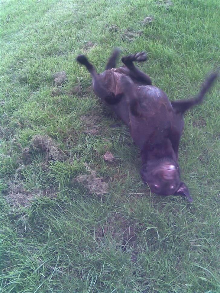 Labrador retriever Luna billede 17