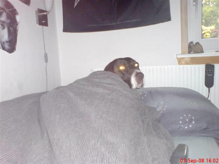 Gammel dansk hønsehund Perle billede 1