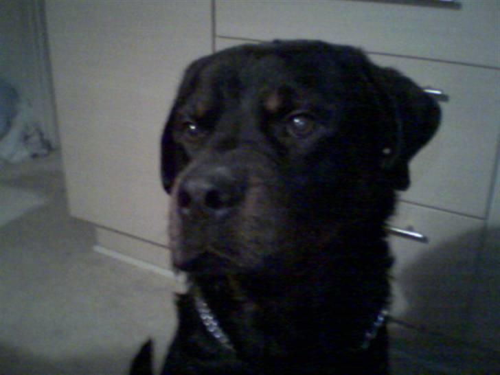 Rottweiler Rocky (R.I.P.) - sidste billede af Rocky hjemme (R.I.P.) 2006 billede 11