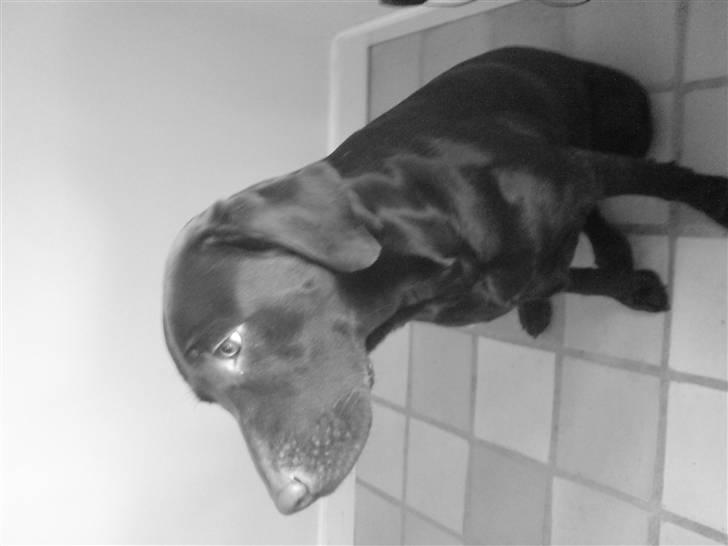 Labrador retriever Luna billede 18