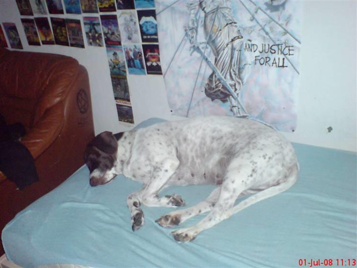 Gammel dansk hønsehund Perle billede 2