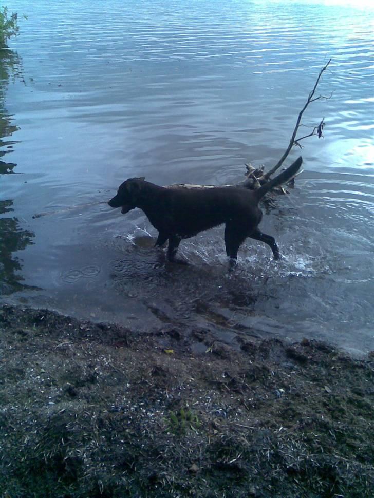 Labrador retriever Luna billede 19