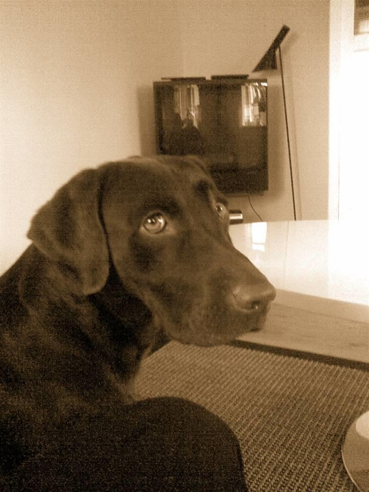 Labrador retriever Luna billede 20