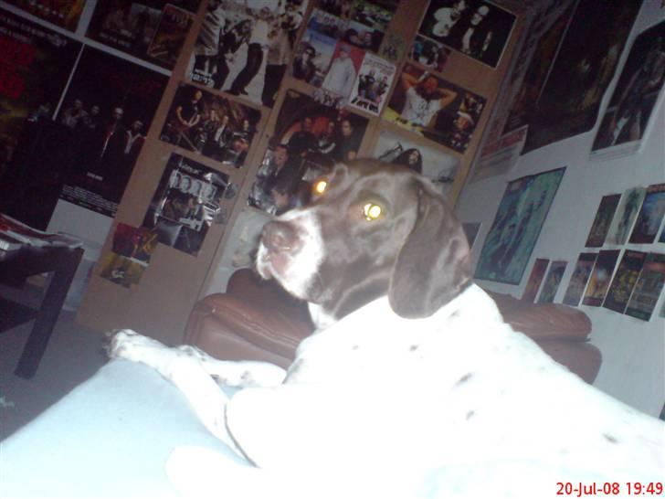 Gammel dansk hønsehund Perle billede 3