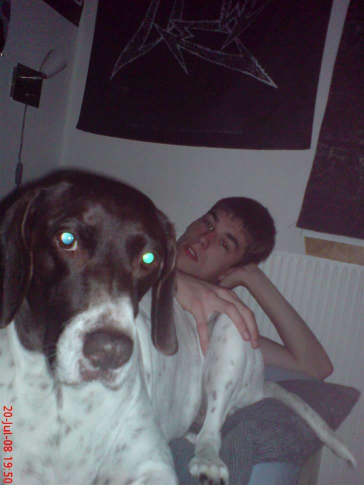 Gammel dansk hønsehund Perle billede 4