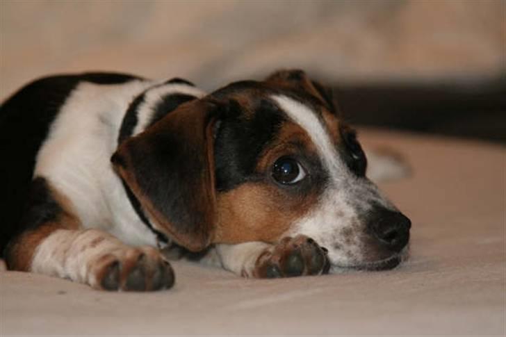 Dansk svensk gaardhund Louie - Louie 14 uger gammel billede 11