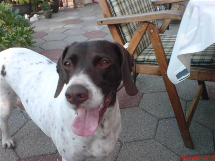 Gammel dansk hønsehund Perle billede 5