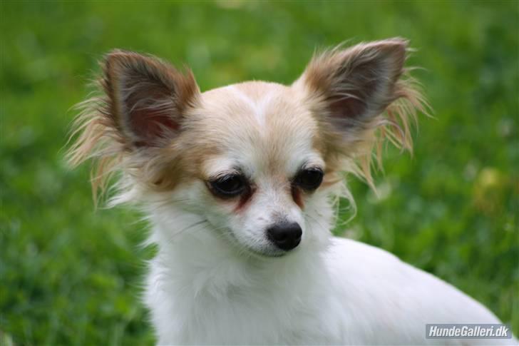Chihuahua Malou  "lulle Pigen" - lulle pigen billede 1