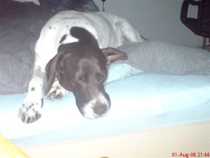 Gammel dansk hønsehund Perle billede 6