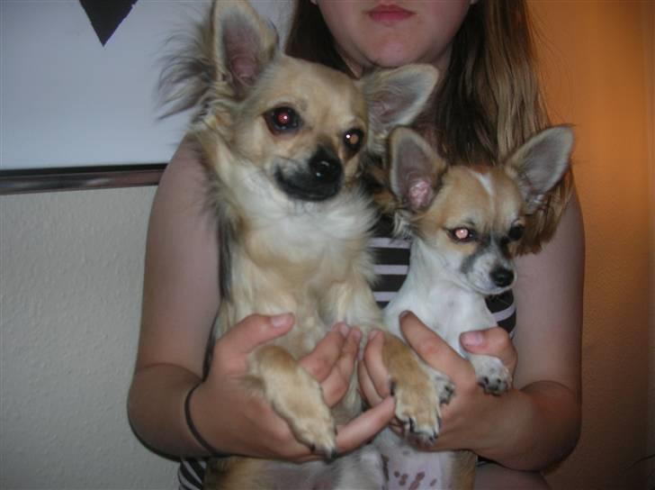 Chihuahua Malou  "lulle Pigen" - malou og nemo billede 2