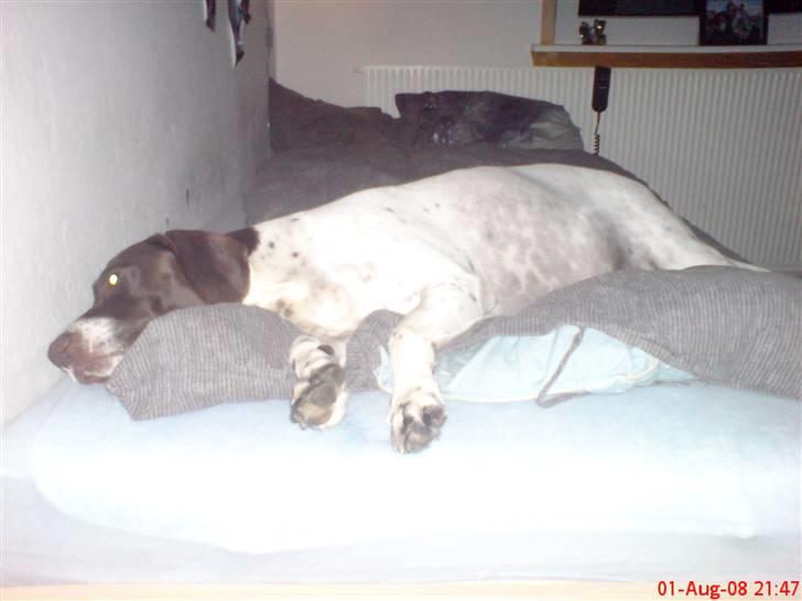 Gammel dansk hønsehund Perle billede 7