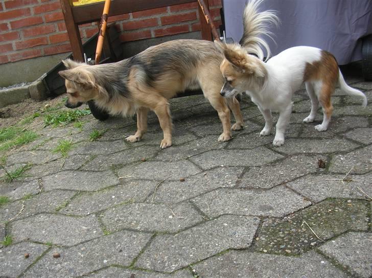 Chihuahua Malou  "lulle Pigen" - på opdagelse billede 3