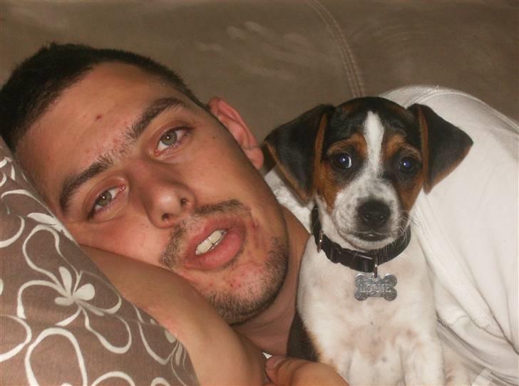 Dansk svensk gaardhund Louie - Louie 9 uger gammel tager en slapper med Far billede 12