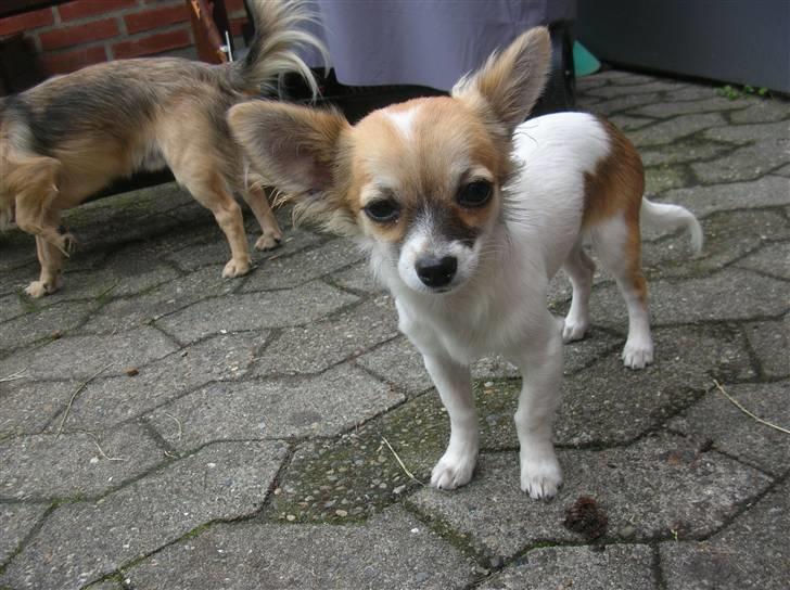 Chihuahua Malou  "lulle Pigen" billede 4