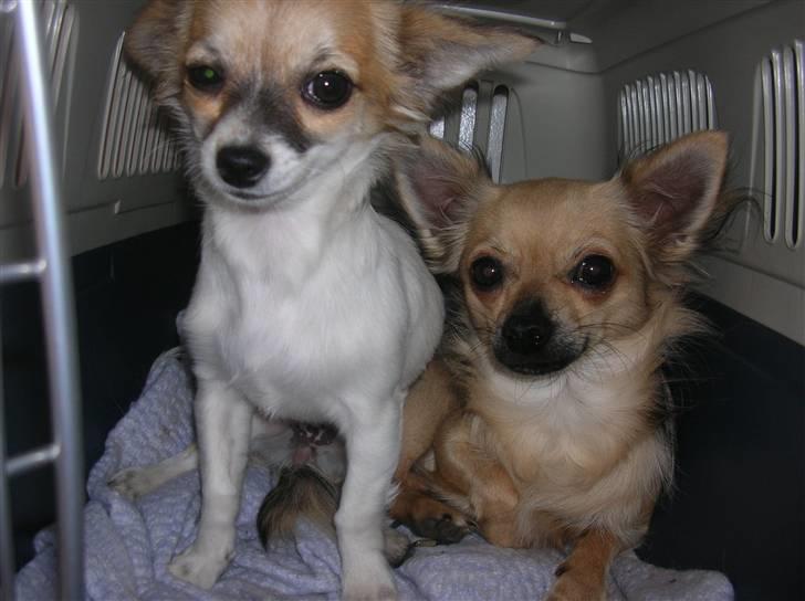 Chihuahua Malou  "lulle Pigen" - malou og nemo vil på tur billede 5