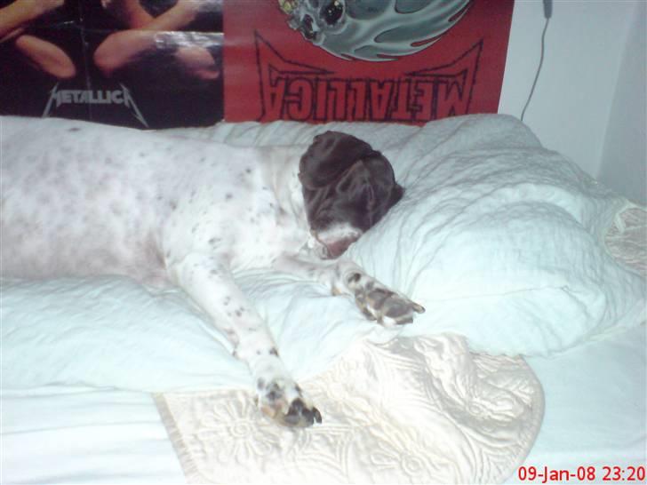 Gammel dansk hønsehund Perle billede 8