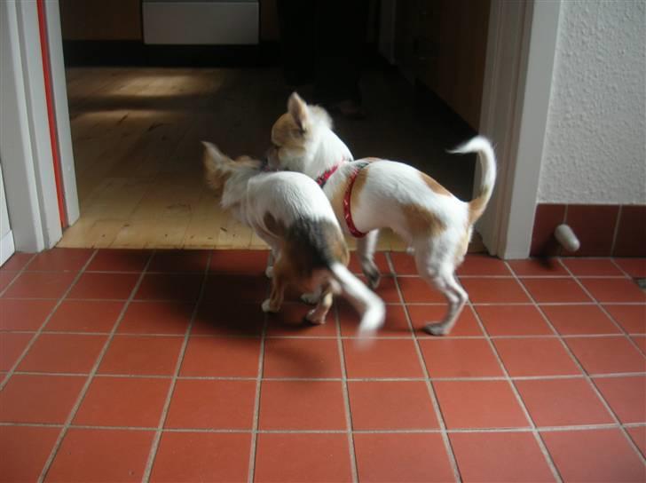 Chihuahua Malou  "lulle Pigen" - malou og hendes søster nala billede 6