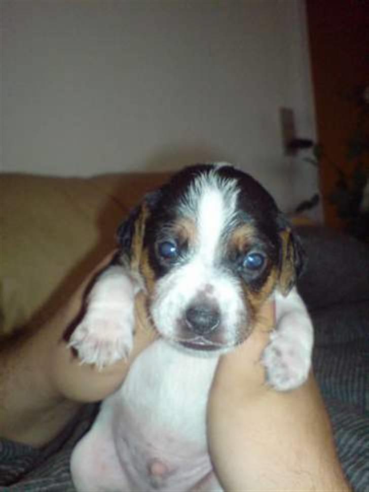 Dansk svensk gaardhund Louie - Louie ca. 4 uger gammel. billede 13