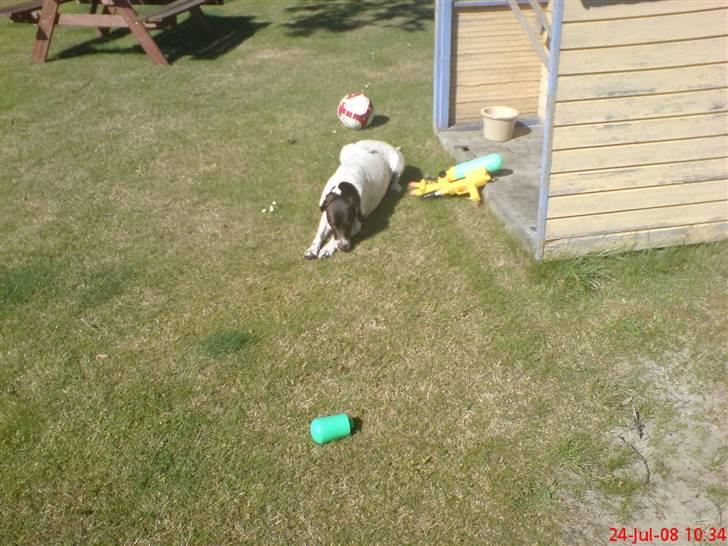 Gammel dansk hønsehund Perle billede 9