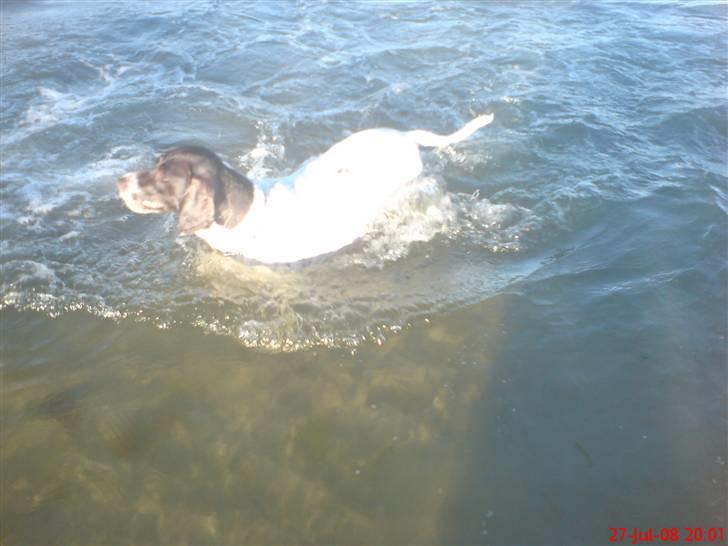 Gammel dansk hønsehund Perle billede 10