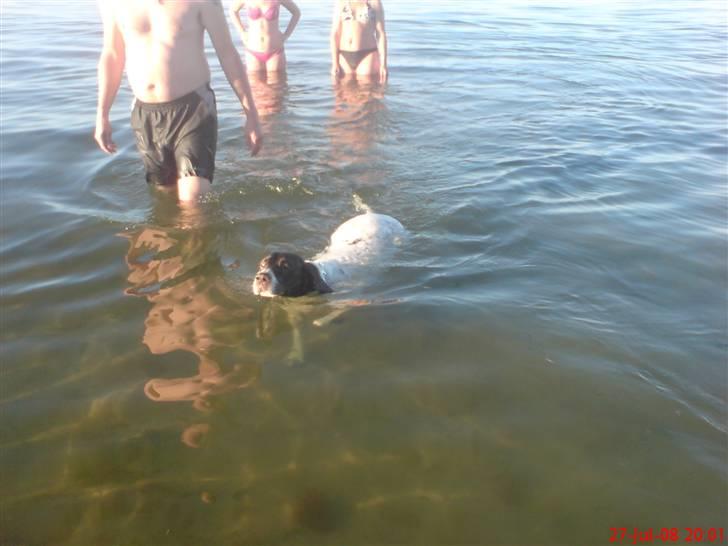 Gammel dansk hønsehund Perle billede 11