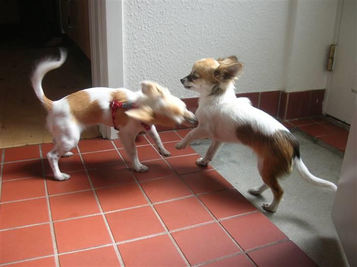 Chihuahua Malou  "lulle Pigen" - slåskamp billede 7