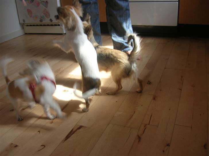 Chihuahua Malou  "lulle Pigen" - så der mad billede 8