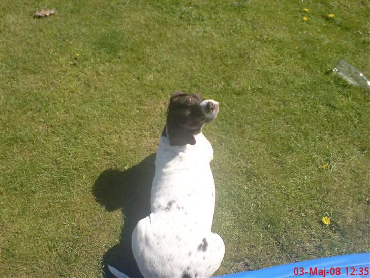 Gammel dansk hønsehund Perle billede 12