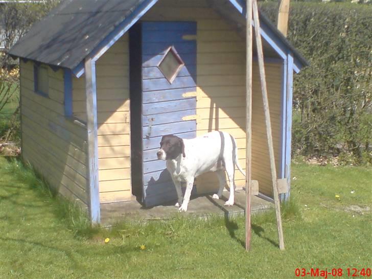 Gammel dansk hønsehund Perle billede 13