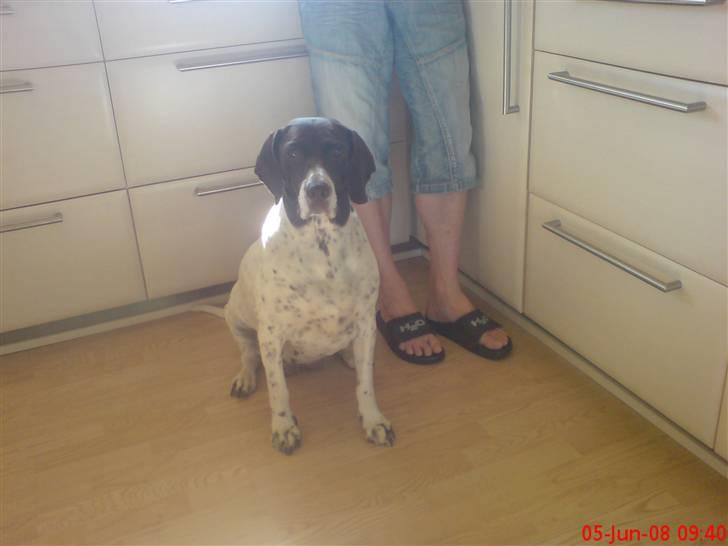 Gammel dansk hønsehund Perle billede 14