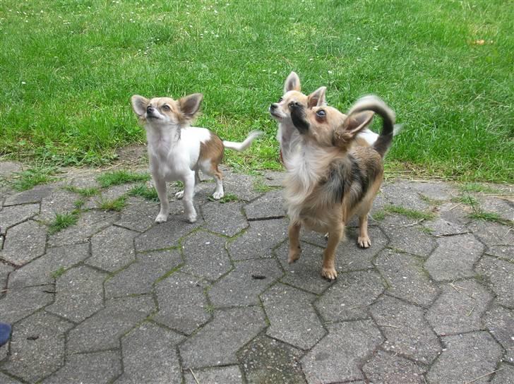 Chihuahua Malou  "lulle Pigen" billede 9