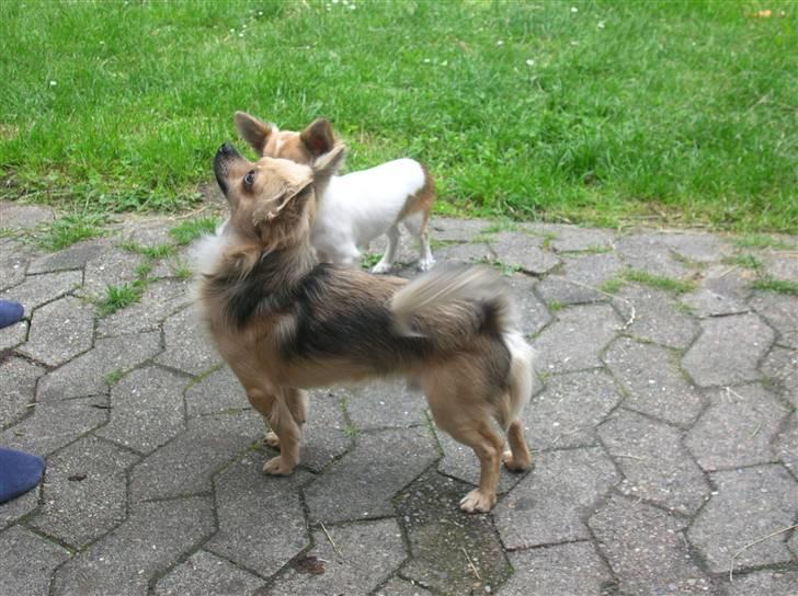 Chihuahua Malou  "lulle Pigen" billede 10