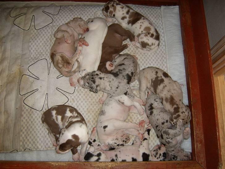 Grand danois Liva - hej brødre og søstre, her vi 3 uger gamle (det var sku tider ) find jer selv, jeg ligger helt th. har også en lille film fra samme dag. billede 9