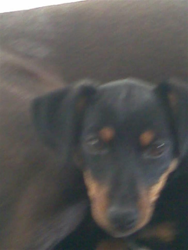 Blanding af racer mingus billede 1