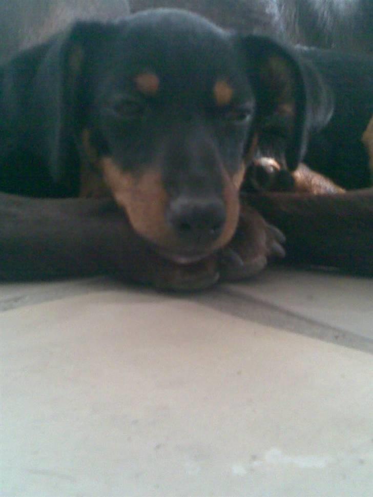 Blanding af racer mingus billede 2