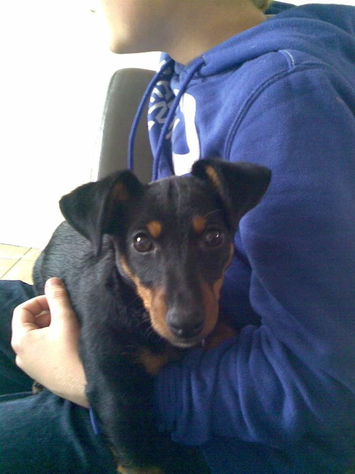 Blanding af racer mingus billede 3