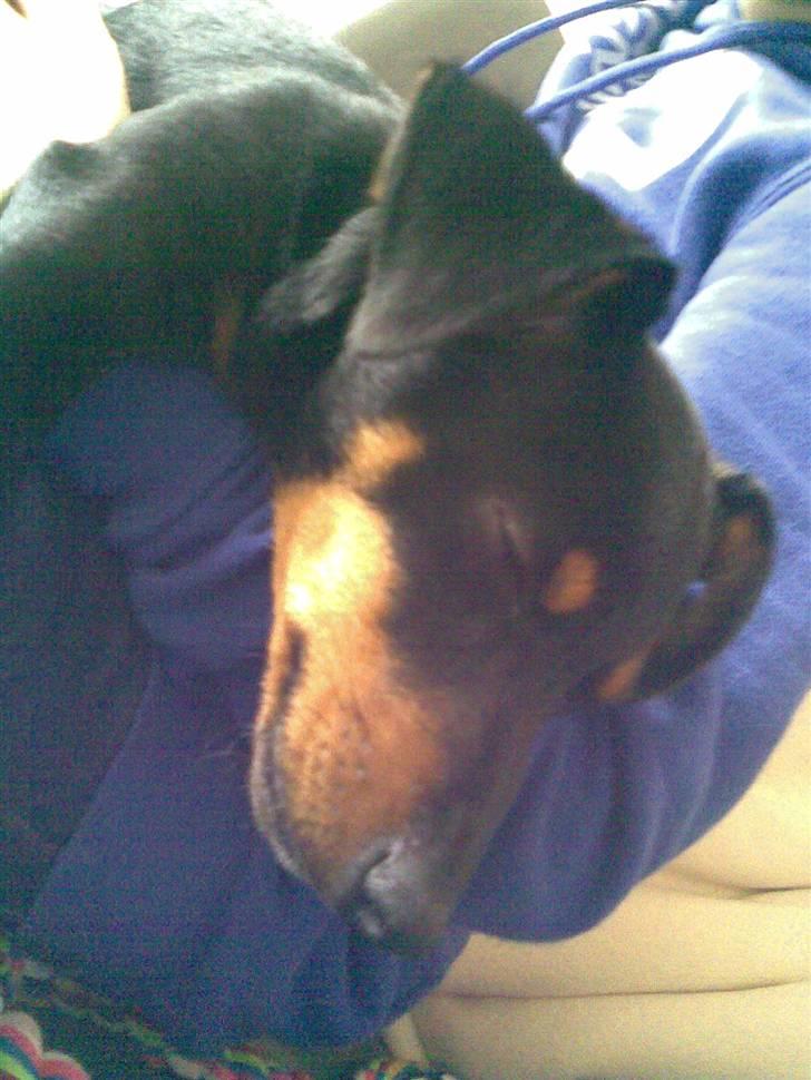 Blanding af racer mingus billede 4