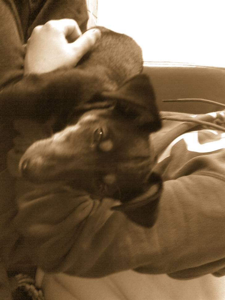 Blanding af racer mingus billede 5