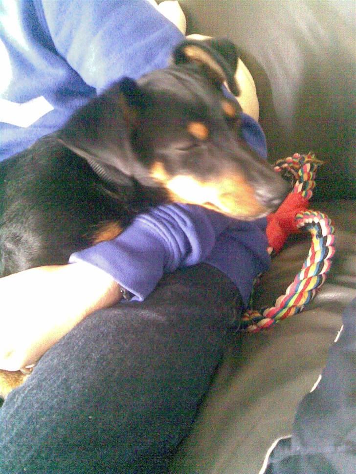 Blanding af racer mingus billede 6