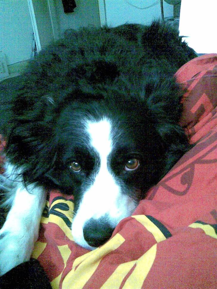 Border collie bessie billede 1