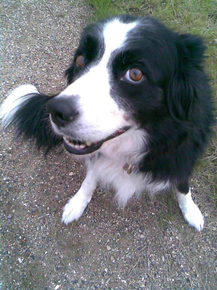 Border collie bessie billede 2