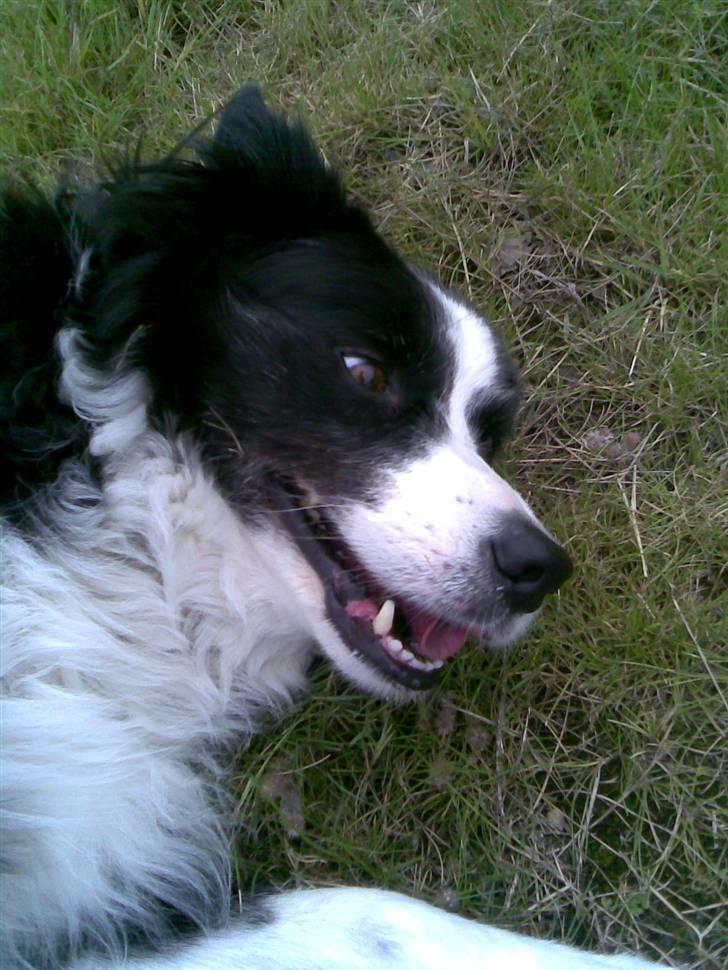 Border collie bessie billede 3