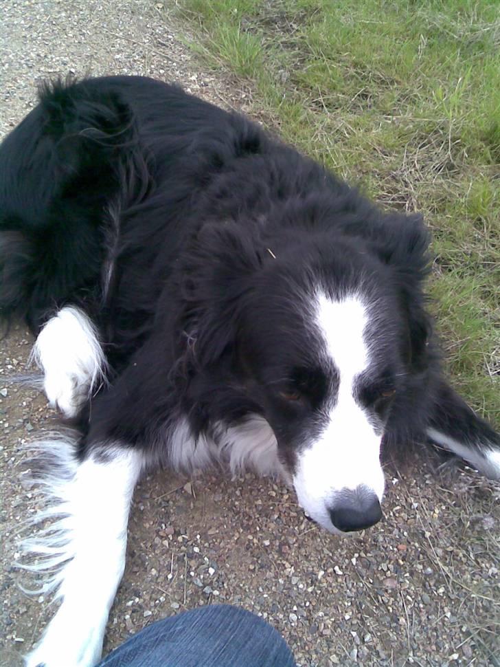 Border collie bessie billede 4