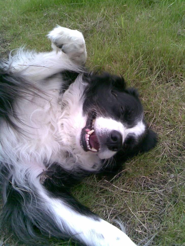 Border collie bessie billede 5