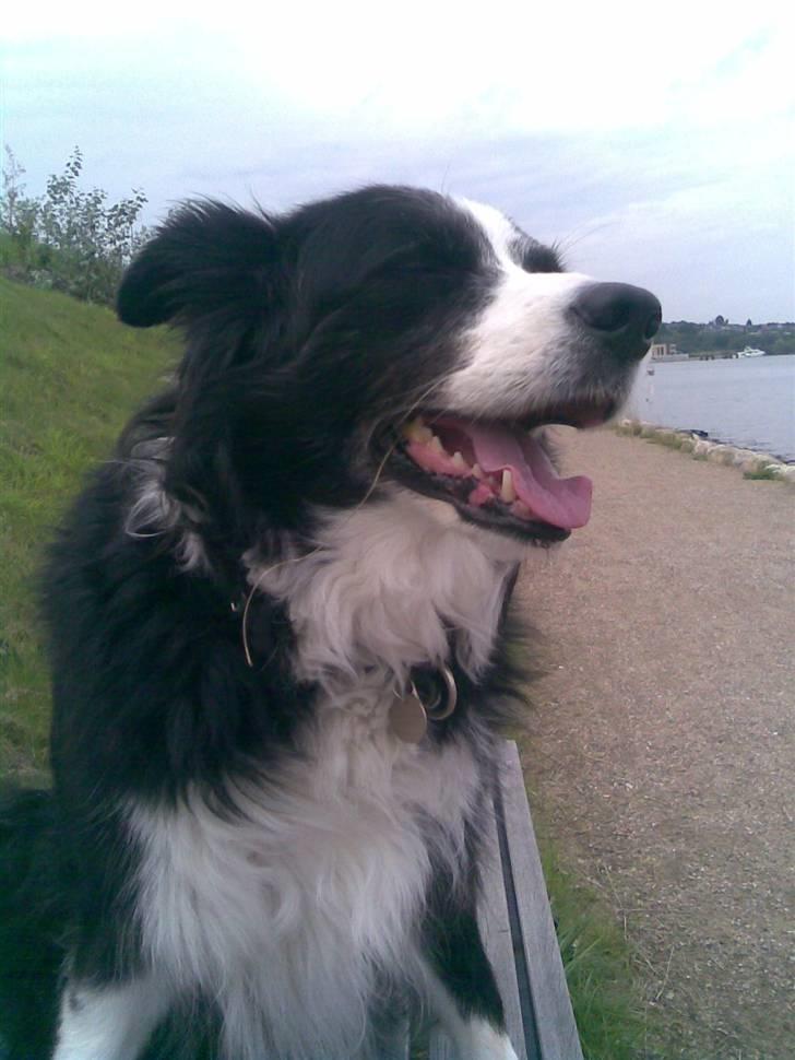 Border collie bessie billede 6